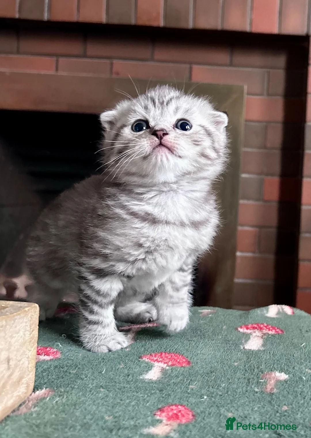 Scottish Fold cats for sale: Scottish Fold Kittens ready to reserve in Mansfield - Advert 8