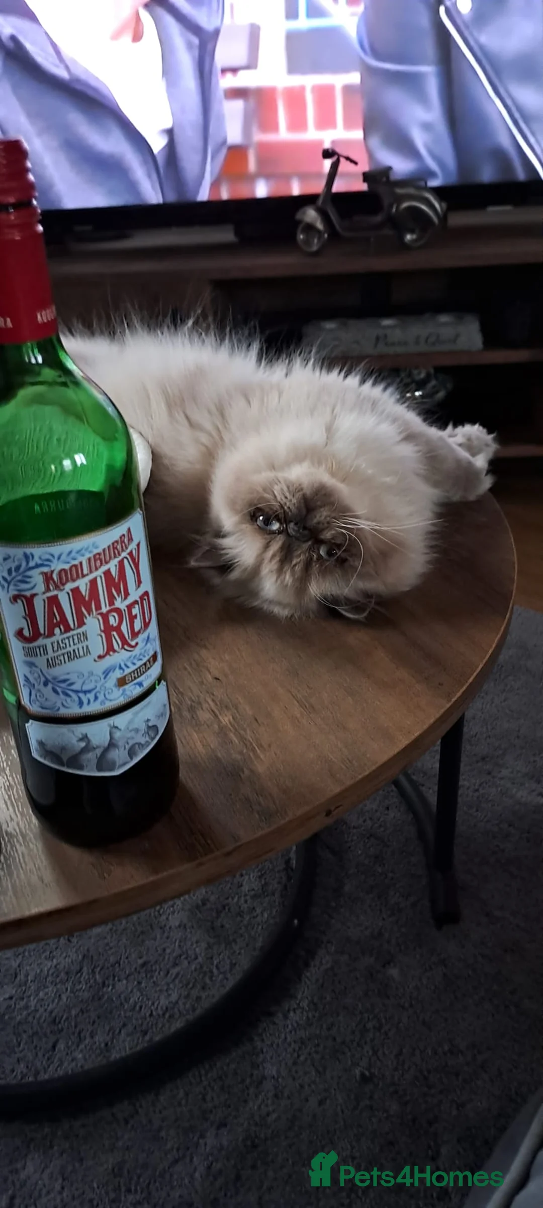 Himalayan cats for sale: Beautiful Persian Himalayan - Advert 1