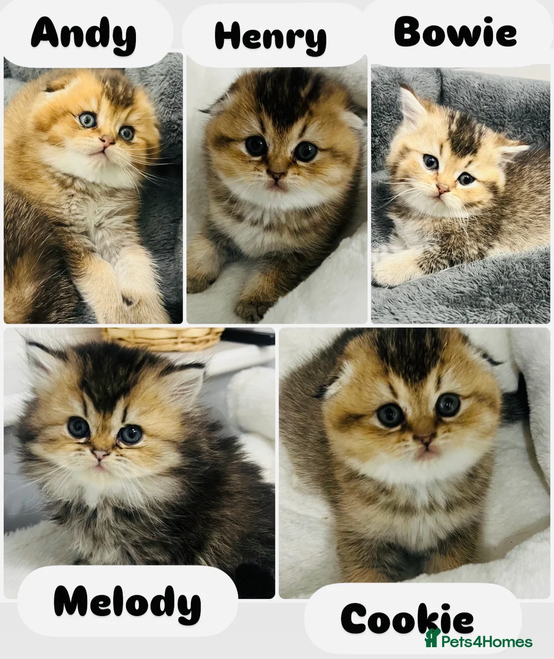Scottish Fold cats for sale: TICA registered Pedigree boy kitten  - Advert 21