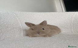 Mini Lop rabbits for sale: Mini lop cross Netherland dwarf  - Image 5