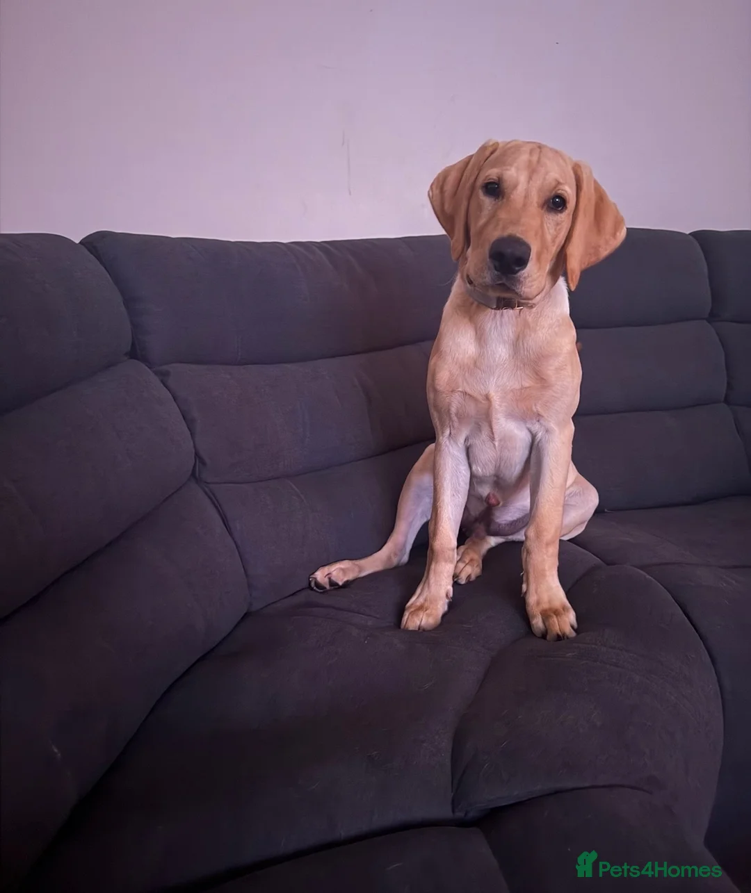 Labrador Retriever dogs for sale: 7 month old lab Marley  - Advert 1
