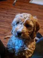 Cockapoo dogs - Advert 12