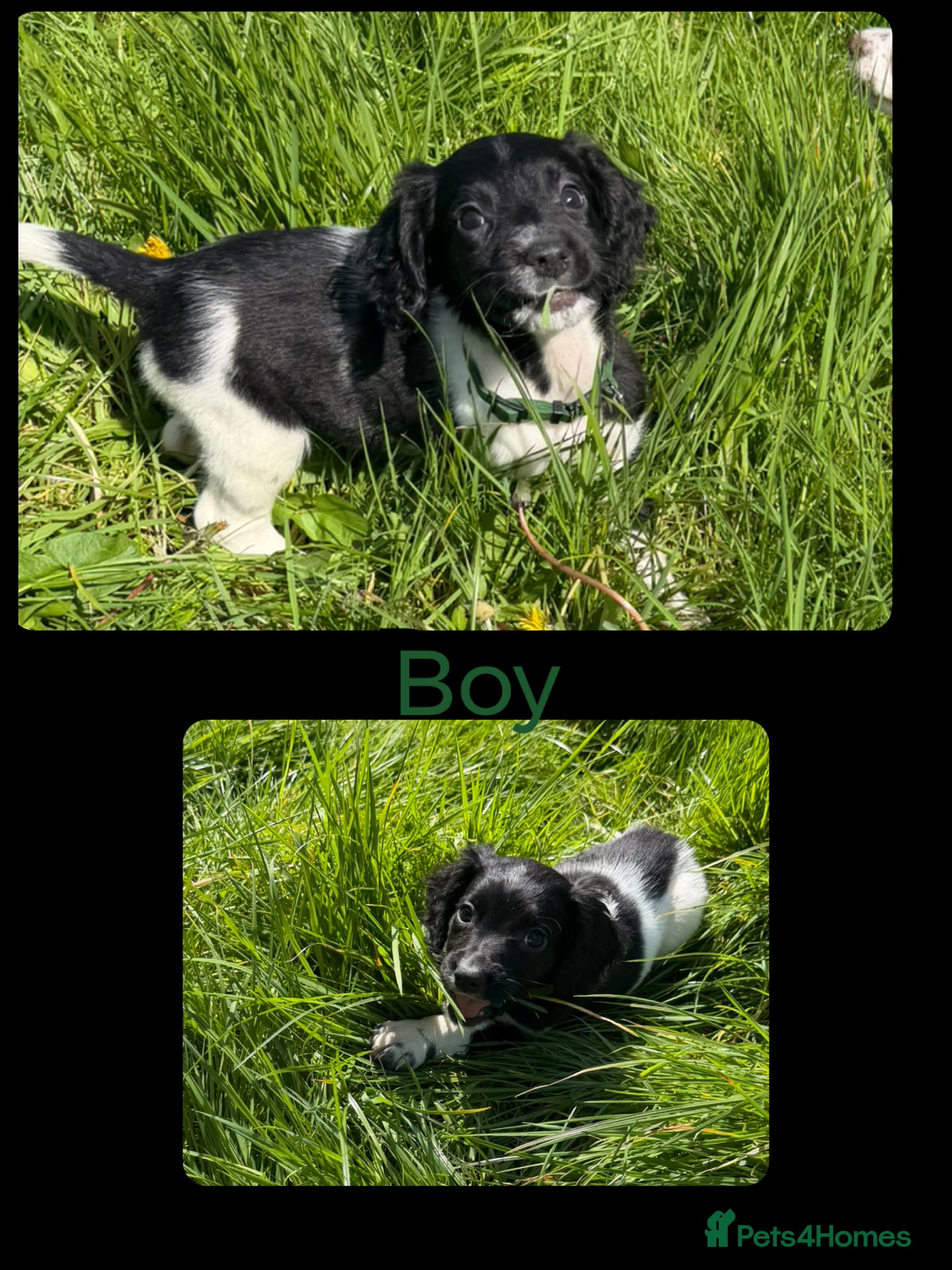 English Springer Spaniel dogs KC Registered English Springer Spaniel Pups - Advert 2