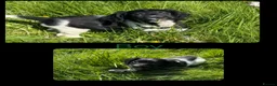 English Springer Spaniel dogs for sale: KC Registered English Springer Spaniel Pups - Advert 16