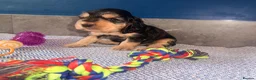 Cocker Spaniel dogs for sale: KC registered Black & Tan Sable Boy 🩵 - Advert 2