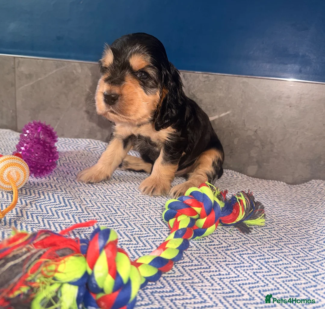 Cocker Spaniel dogs for sale: KC registered Black & Tan Sable Boy 🩵 - Advert 2