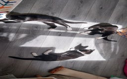 Mixed Breed cats for sale: Three beautiful tuxedos - MMF - Image 6