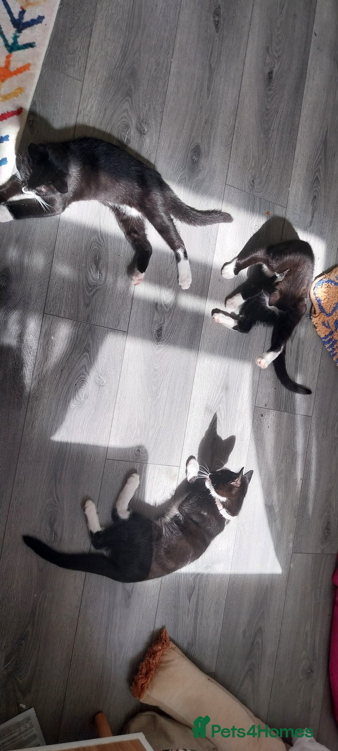 Mixed Breed cats for sale: Three beautiful tuxedos - MMF - Image 6