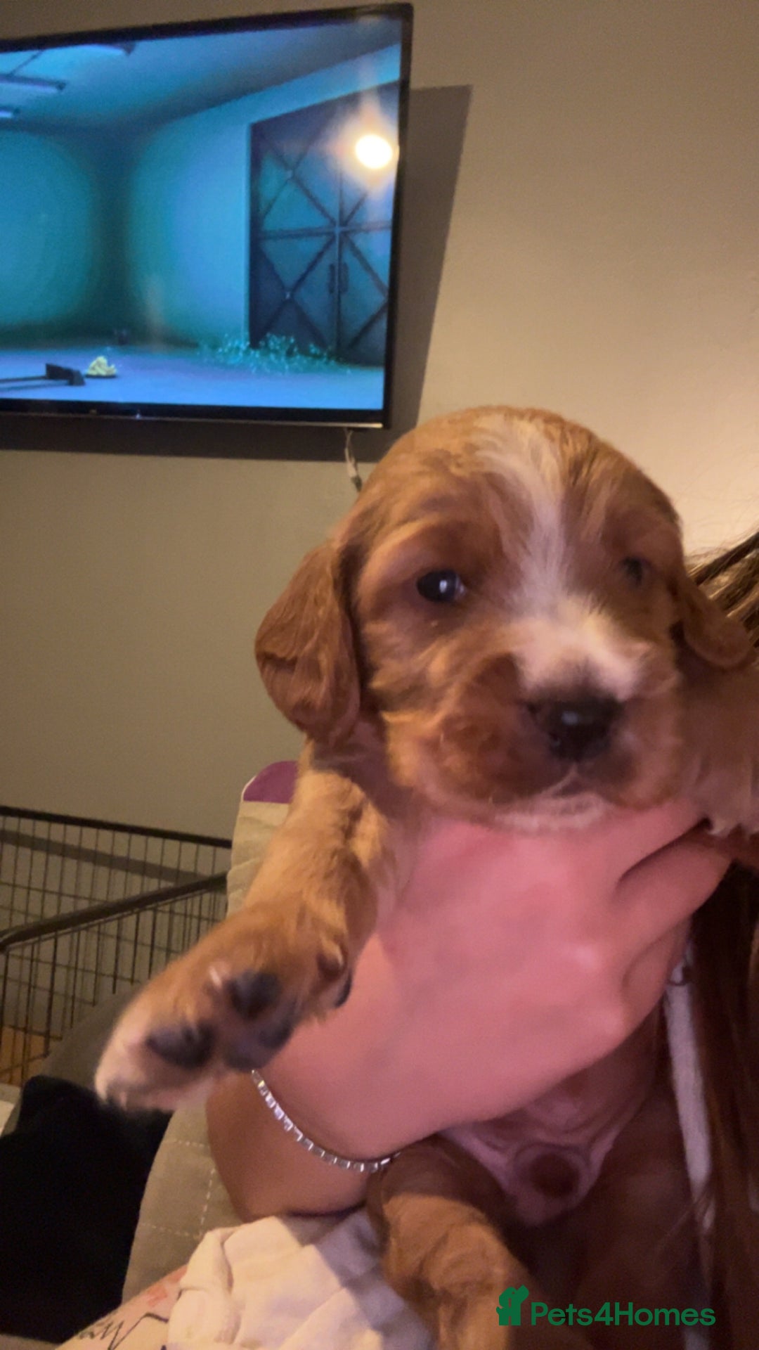 Cocker Spaniel dogs for sale: Boy cocker spaniel pup for sale  - Advert 5