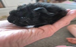 Guinea Pig rodents for sale: Baby Guinea pigs - Image 6
