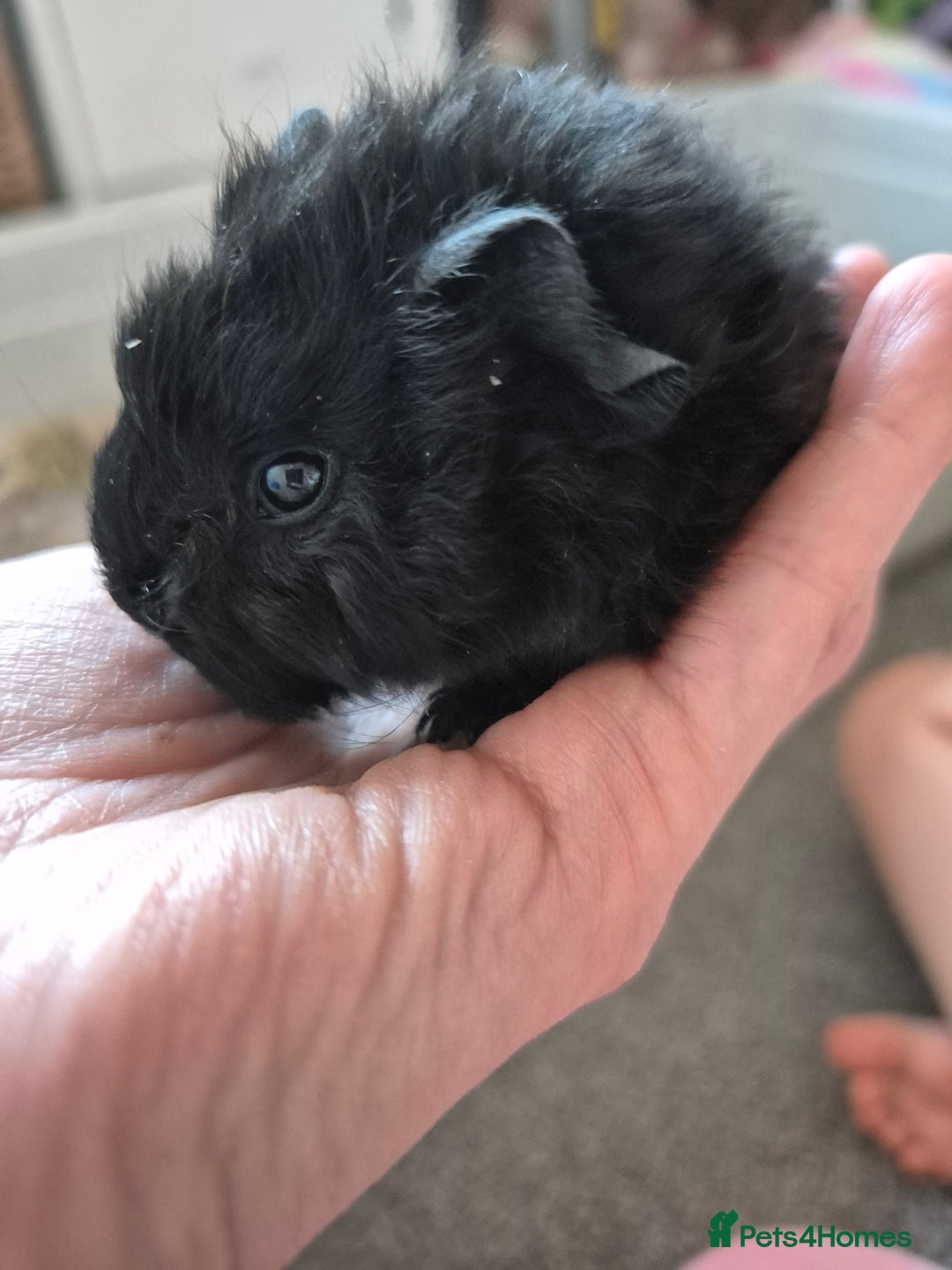Guinea Pig rodents for sale: Baby Guinea pigs - Image 6