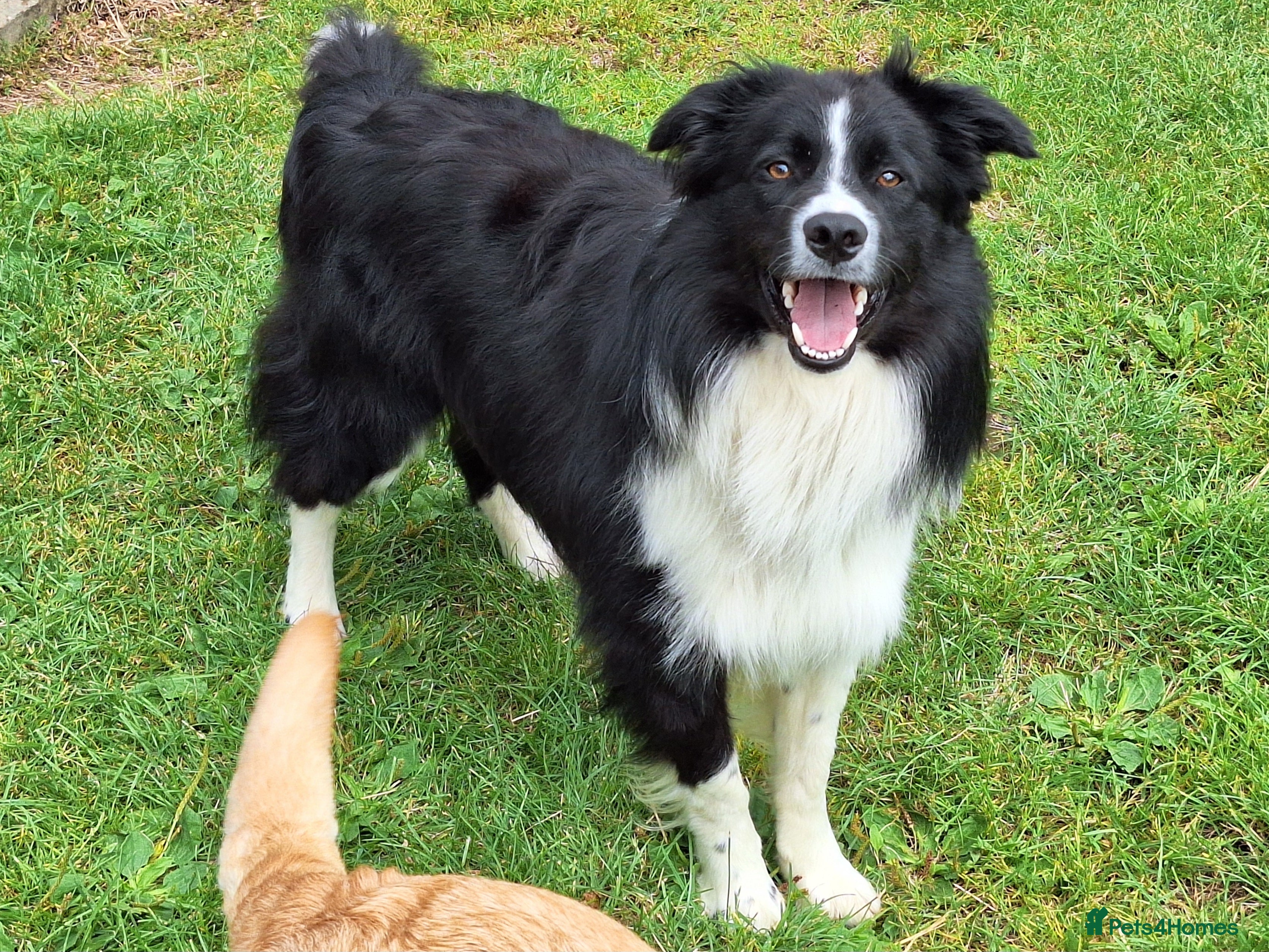 Border Collie dogs ISDS&KC Fully Tested Border Collie for Stud in Bicester - Advert 3