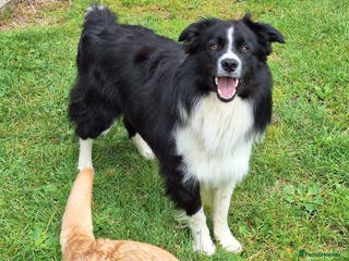 Border Collie dogs ISDS&KC Fully Tested Border Collie for Stud in Bicester - Advert 11