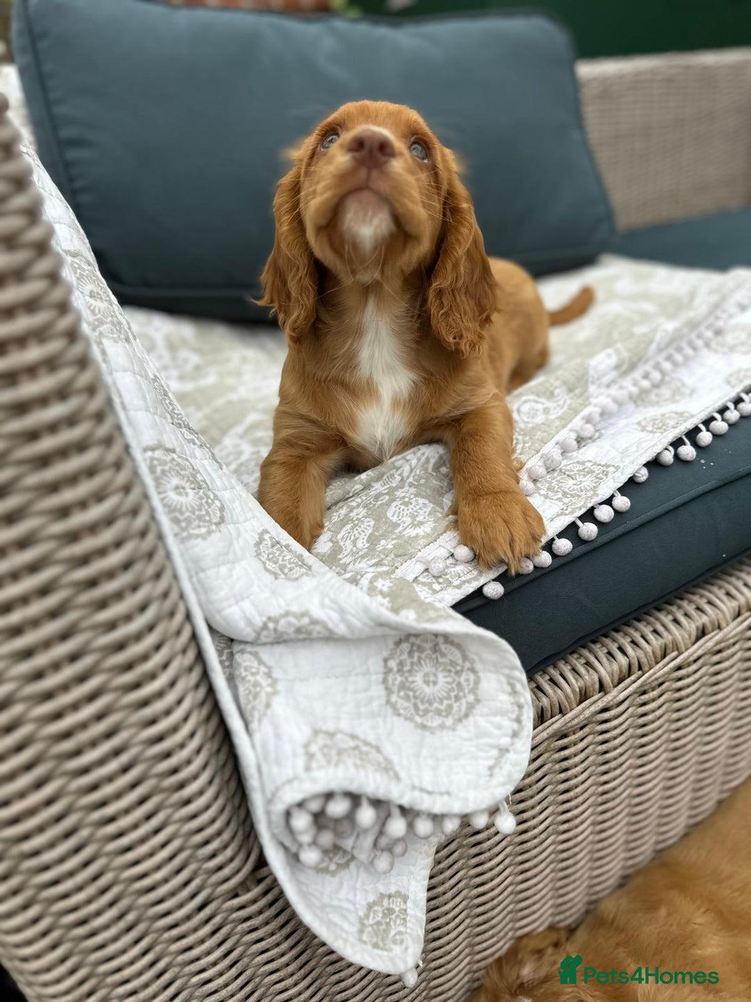 Cocker Spaniel dogs for sale: Stunning KC registered Working Cocker Spaniels  - Image 16