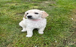 Standard Poodle dogs for sale: Standard poodle  - Image 26