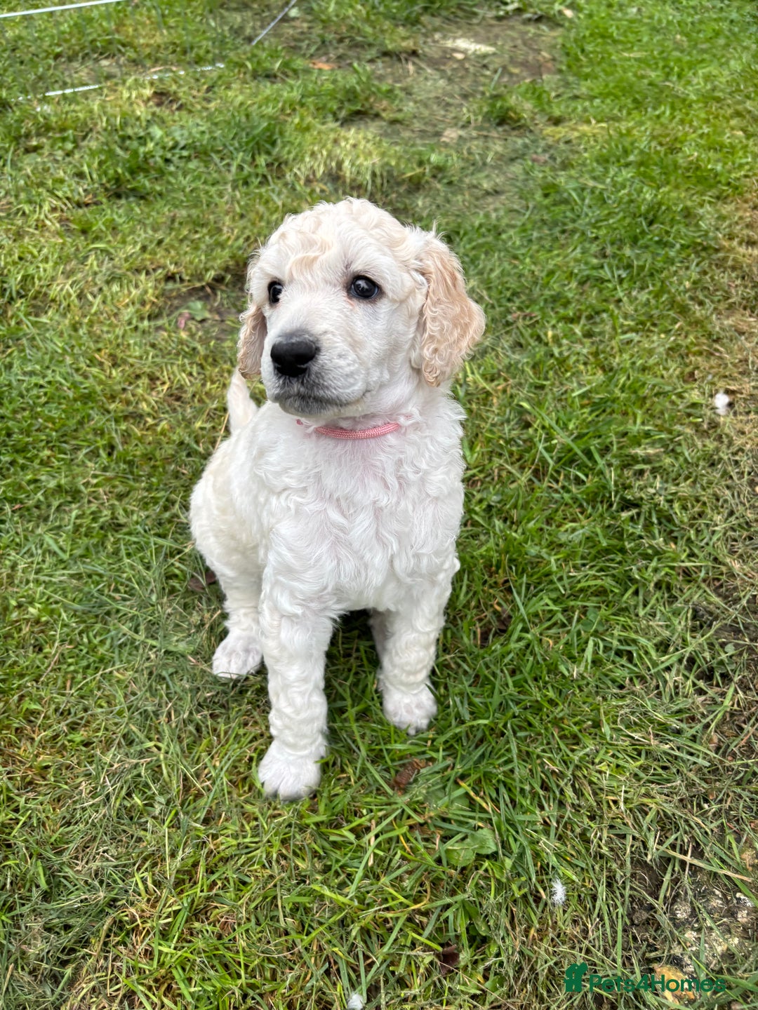 Standard Poodle dogs for sale: Standard poodle  - Image 26
