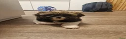Shih Tzu dogs for sale: Shih tzu puppys  - Advert 3