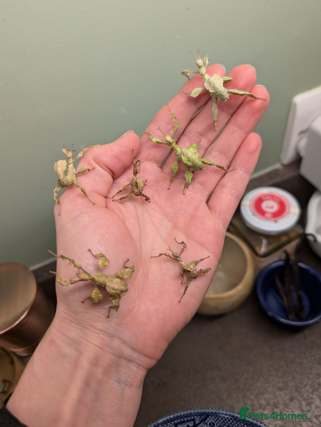 Stick Insects invertebrates for sale: Macleay's/ giant prickly (Extatosoma tiaratum) - Advert 4