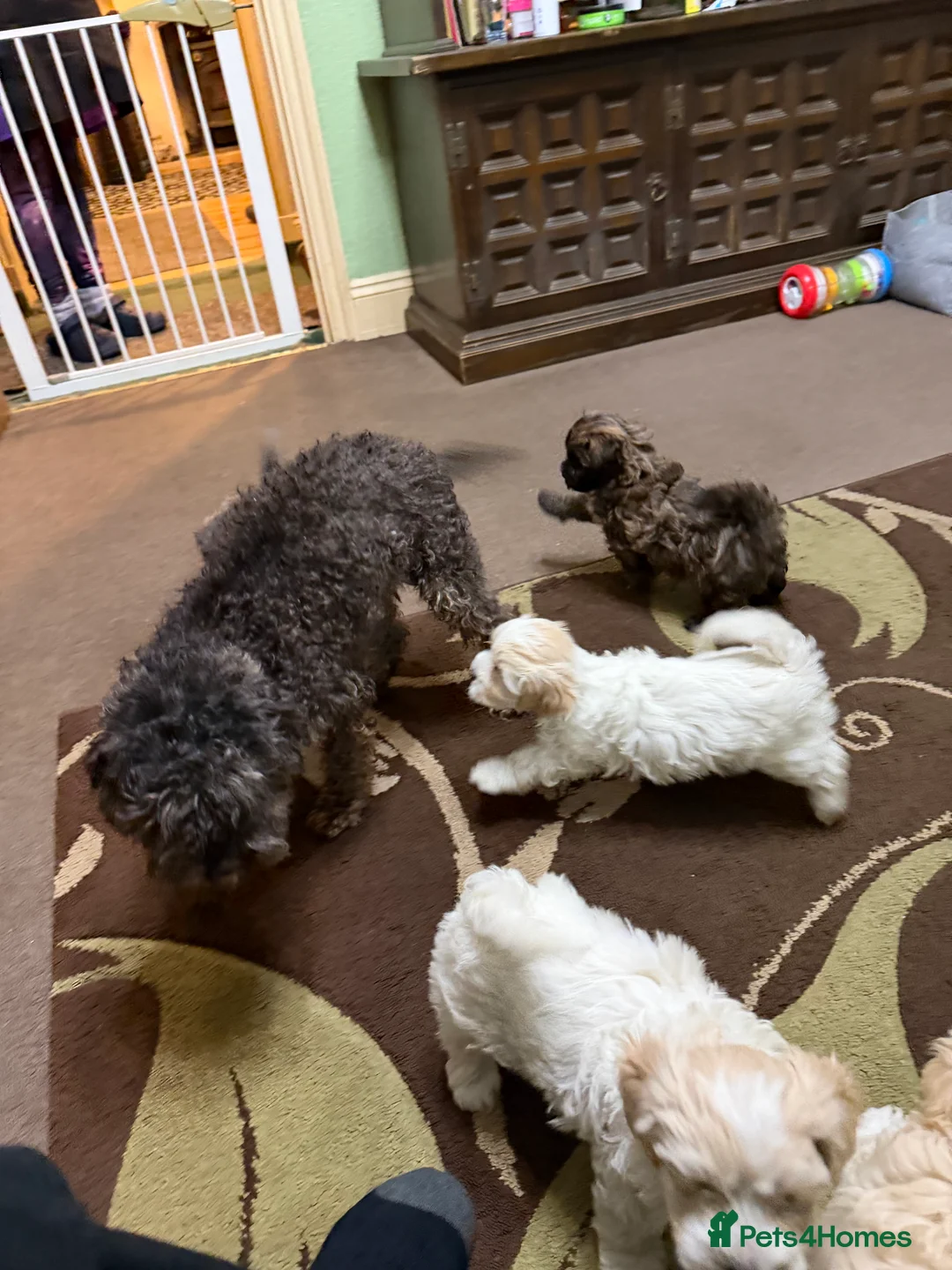 Mixed Breed dogs for sale: 🐾🐾🐾Maltipoo Puppies 🐾🐾🐾 - Advert 2