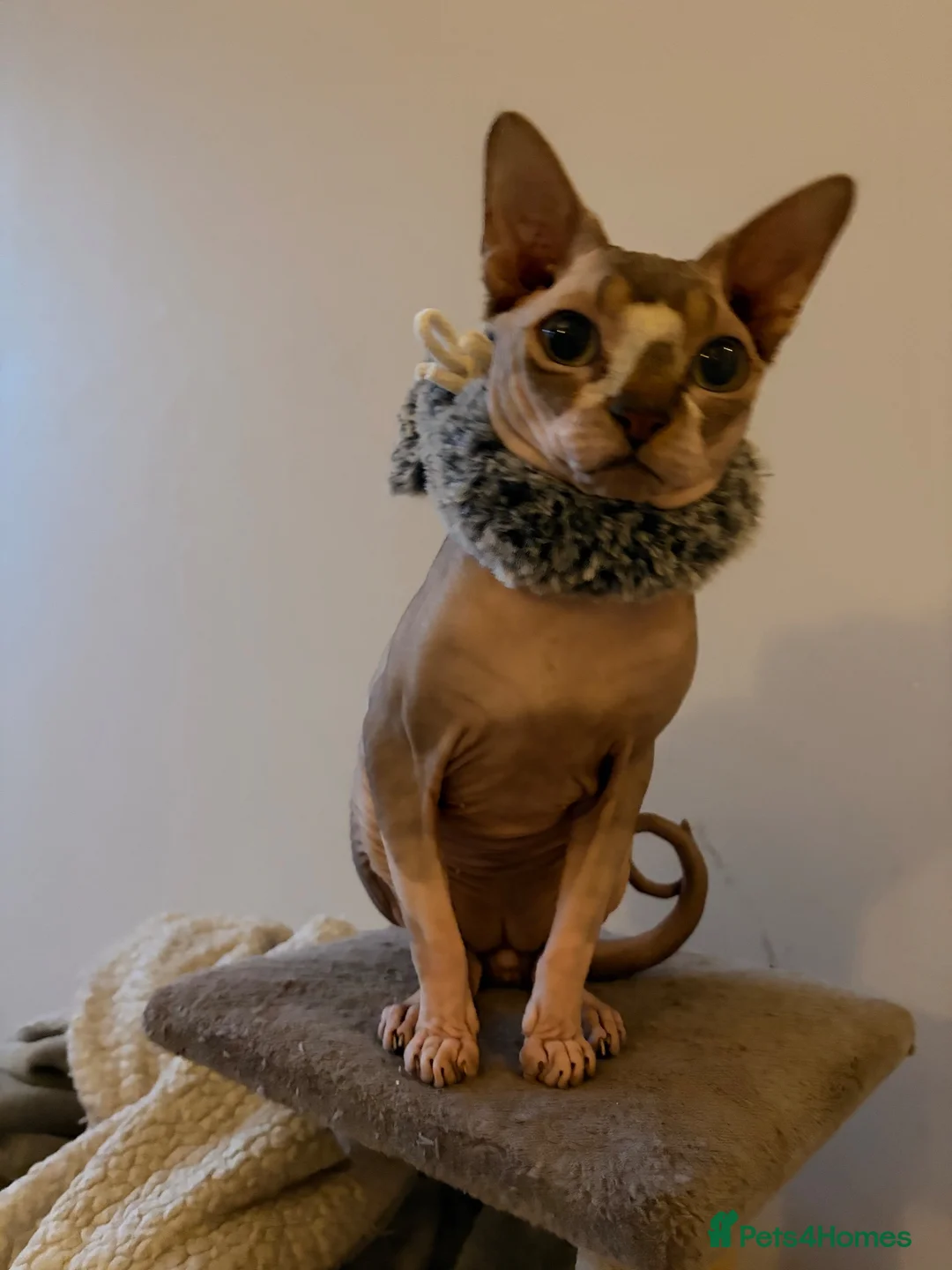 Sphynx cats for sale: 2 years old male Sphynx Cat in Nottingham - Advert 2
