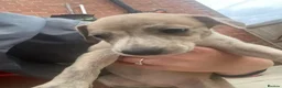 Mixed Breed dogs for sale: Saluki grayhound x kc whippet  - Advert 15