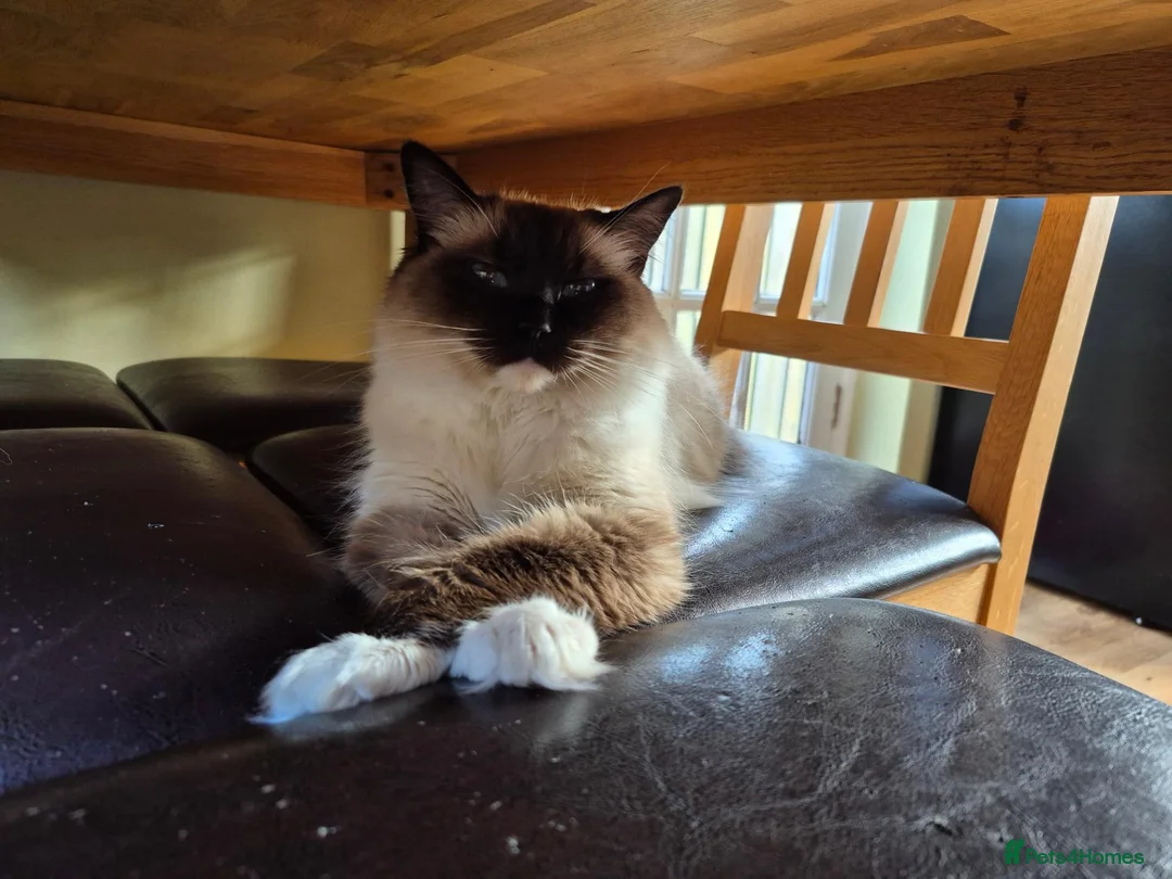 Ragdoll cats for sale: Beautiful TICA registered Ragdoll - Advert 2