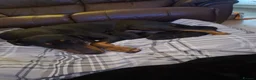Dobermann dogs for sale: KC registered litter of 5 Dobermann puppies - Advert 8