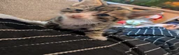 Mixed Breed cats for sale: Four stunning kittens - Advert 3