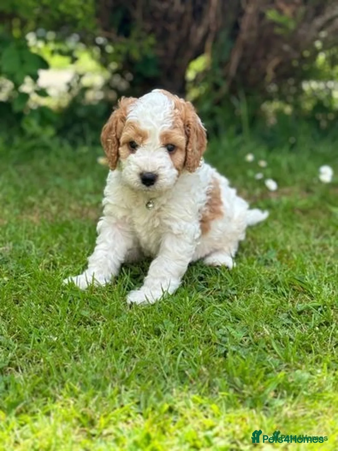 Cockapoo dogs for stud: Proven F1 Cockapoo for Stud  in Cheddar - Advert 10