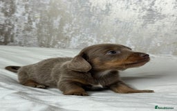 Miniature Dachshund dogs for sale: quality minature dachshunds (ready 14th october) - Image 12