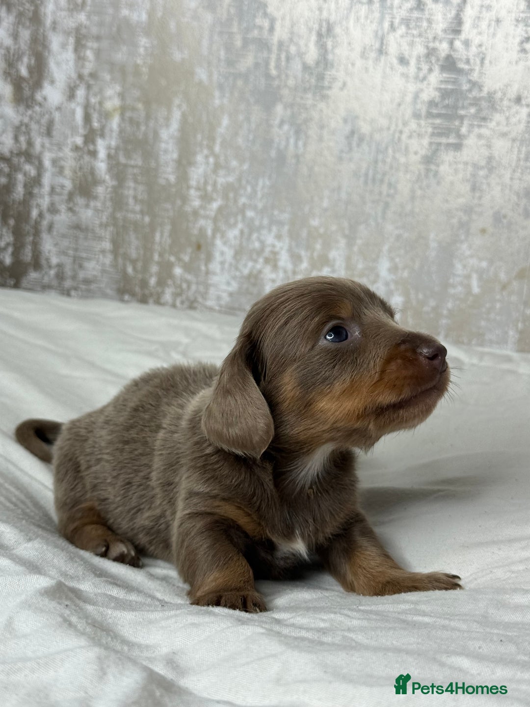 Miniature Dachshund dogs for sale: quality minature dachshunds (ready 14th october) - Image 12