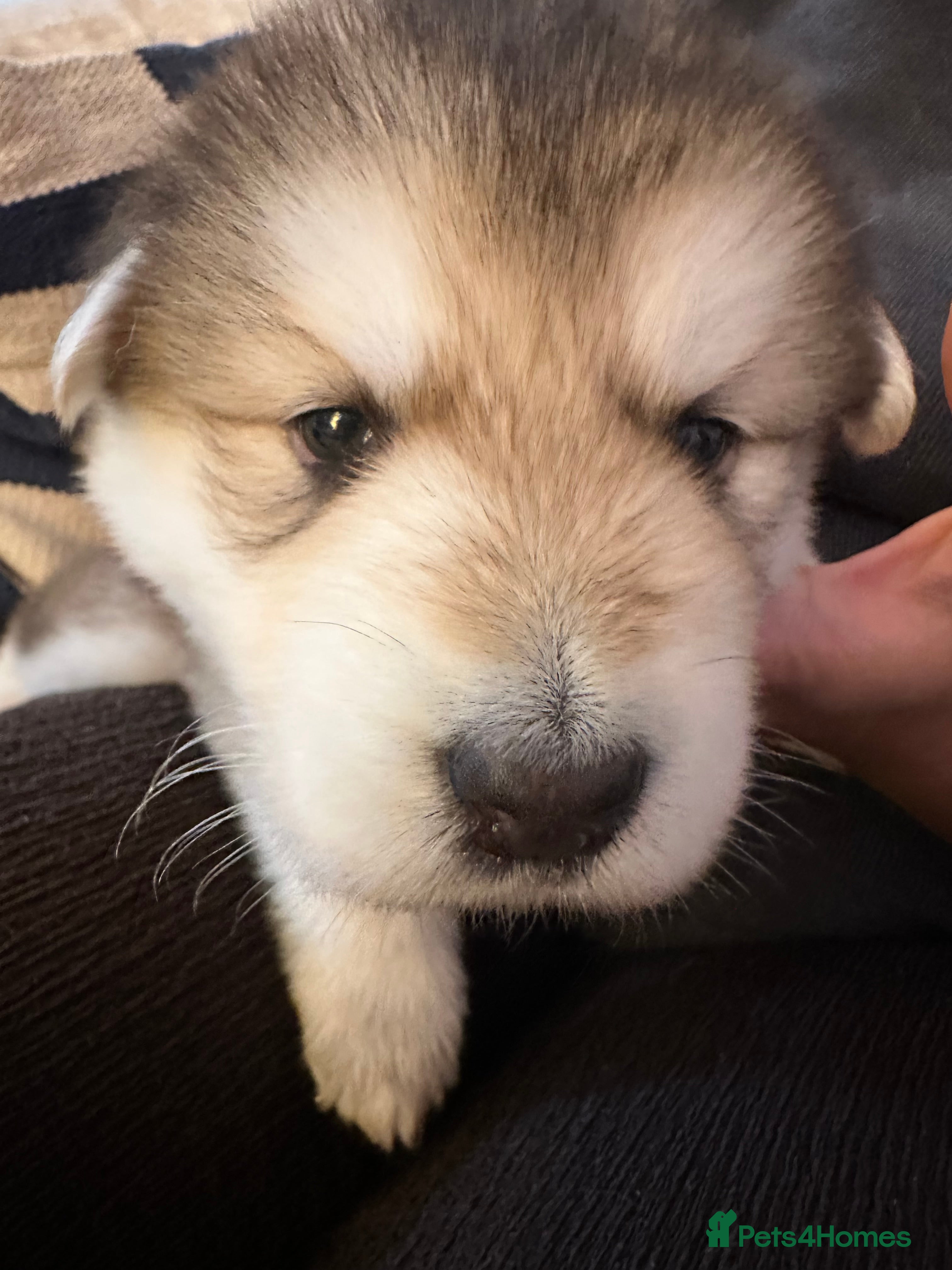 Mixed Breed dogs German Shepherd x White Swiss Shepherd - Advert 2
