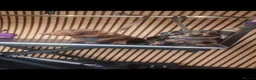 Miniature Dachshund dogs for sale: Minuture Dachsund female - Advert 3