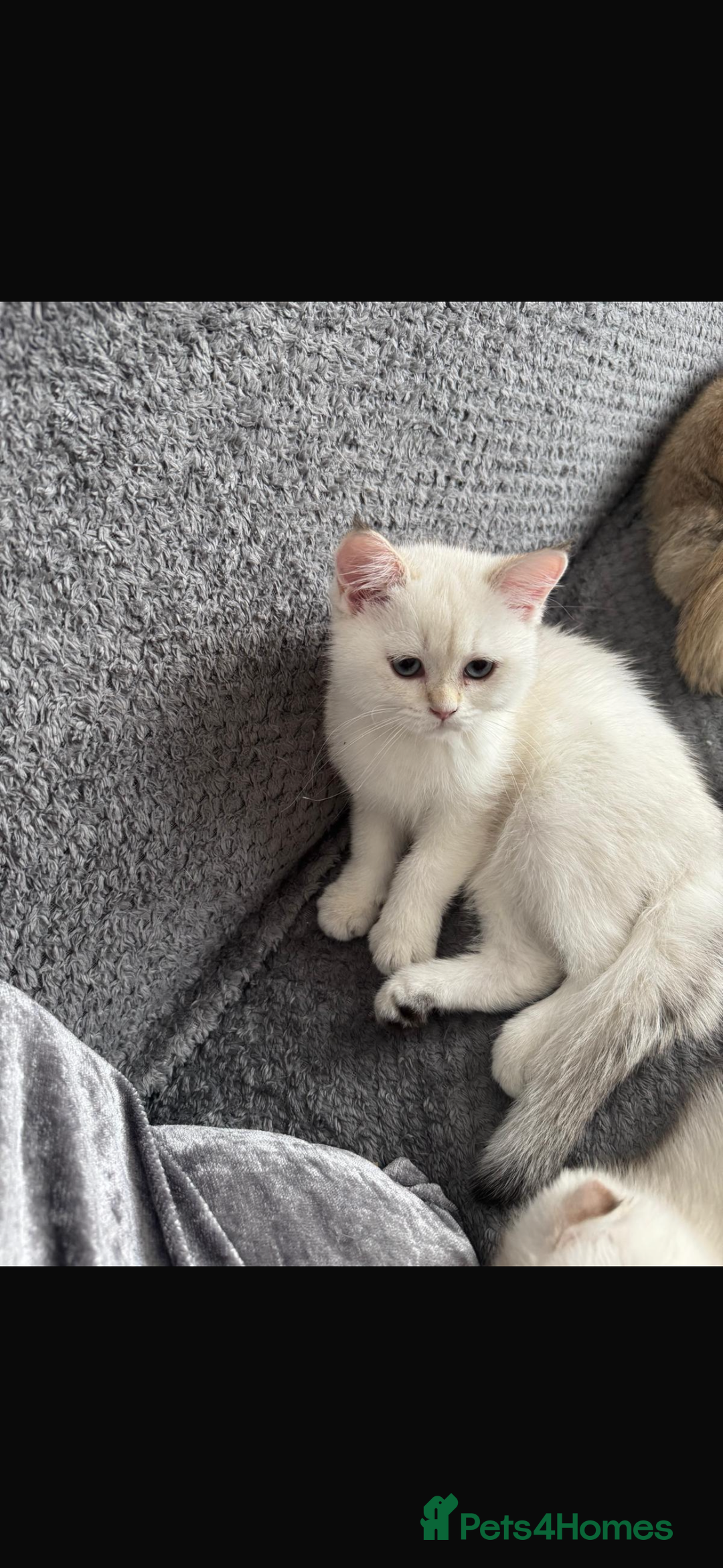 Scottish Fold cats for sale: purebred scottish kittens - Image 7