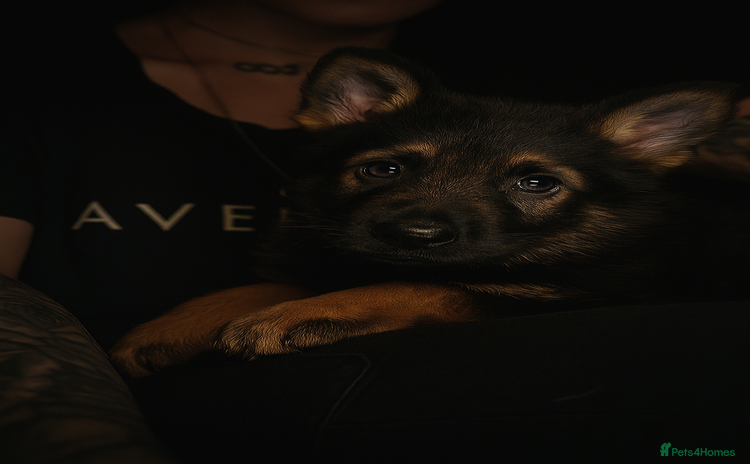 German Shepherd dogs - Advert 1