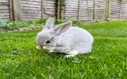 Mixed Breed rabbits for sale: Beautiful well handled baby bunnies - Image 8