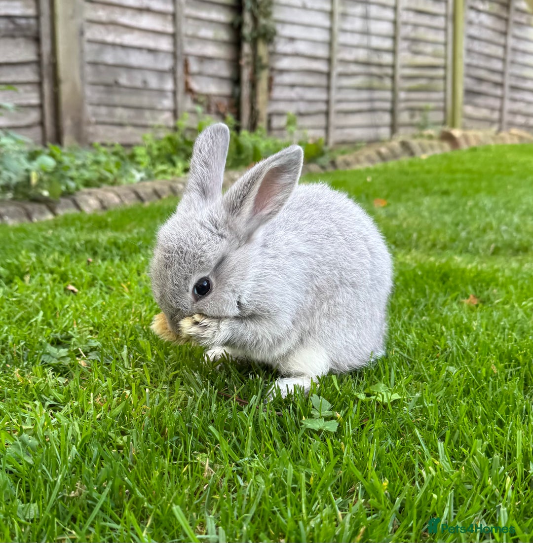 Mixed Breed rabbits for sale: Beautiful well handled baby bunnies - Image 8