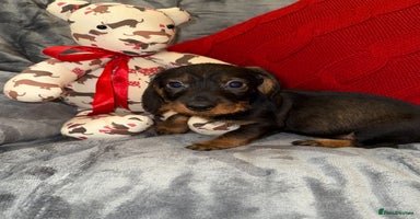 Dachshund dogs - Advert 16