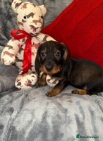 Dachshund dogs - Advert 16