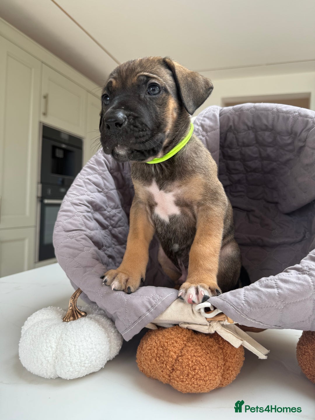 Cane Corso dogs for sale: Beautiful Cane Corso Puppies - Image 22