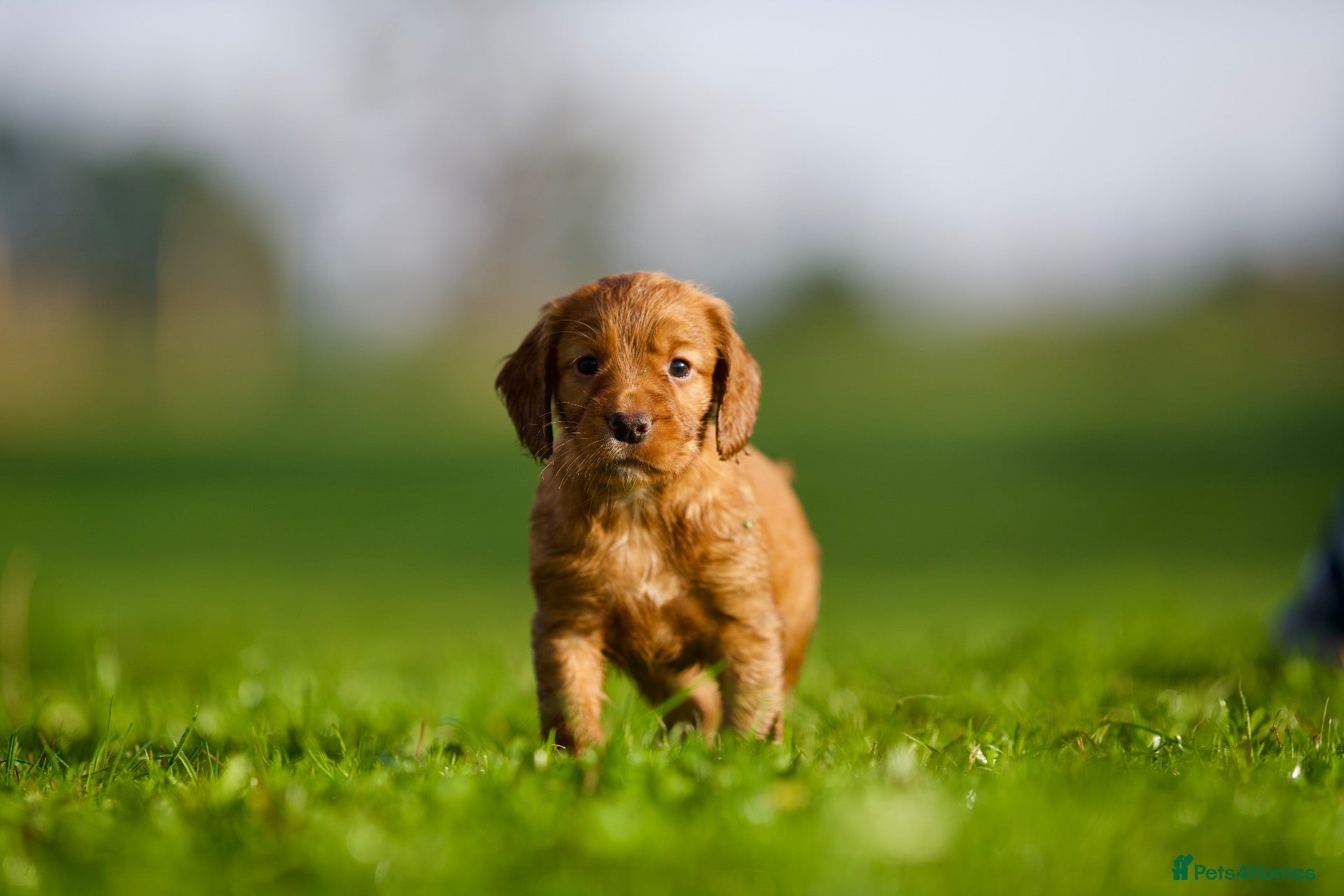 Cocker Spaniel dogs KC Health Tested Working Cocker Spaniel Puppies - Advert 2