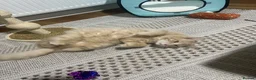 Maine Coon cats for sale: Main Coon 6 Months Cream/light Ginger  - Advert 7