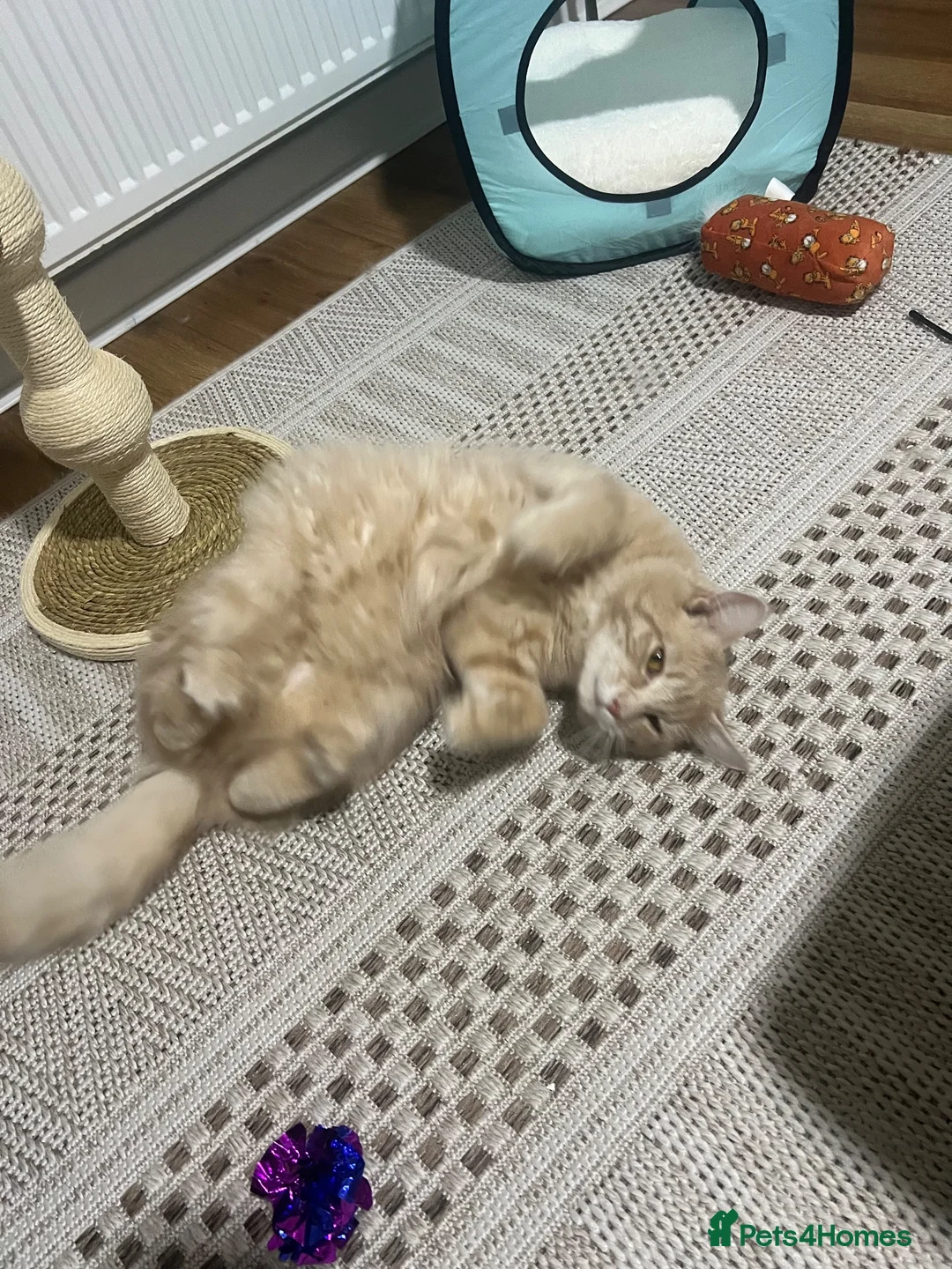 Maine Coon cats for sale: Main Coon 6 Months Cream/light Ginger  - Advert 7