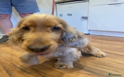 Cocker Spaniel dogs for sale: Adorable Sable Cocker Spaniel Puppies  - Image 3