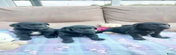 Borador dogs for sale: Puppies for sale in Carmarthen - Advert 4