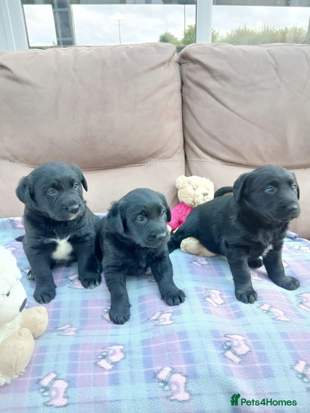 Borador dogs for sale: Puppies for sale in Carmarthen - Advert 4