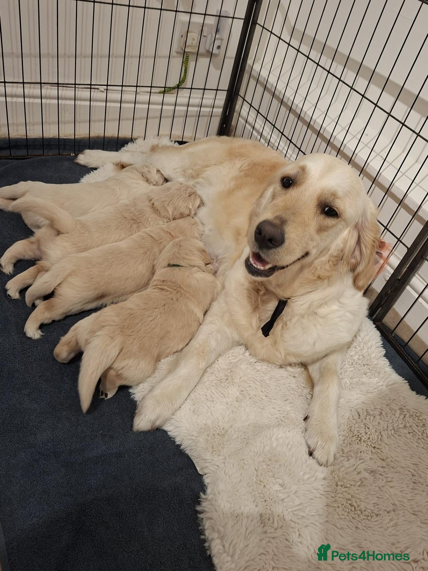 Golden Retriever dogs for sale: Gorgeous puppies  - Advert 16