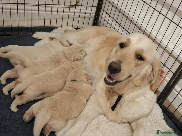 Golden Retriever dogs for sale: Gorgeous puppies - Advert 5