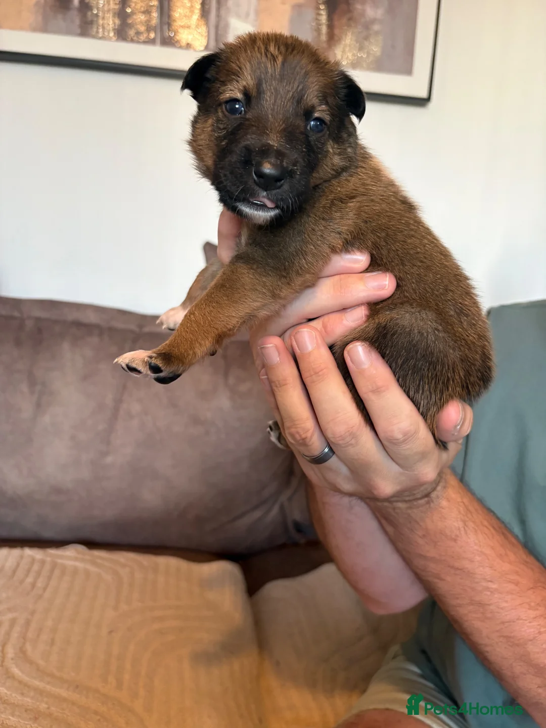 Mixed Breed dogs for sale: Border collie x Belgian Malinois  in Derby - Advert 28