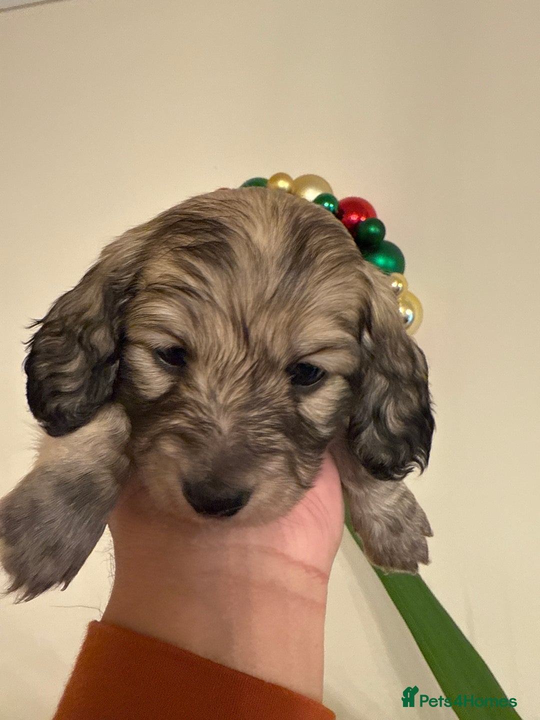 Miniature Dachshund dogs for sale: LONG HAIRED MINI DACSHUND  - Advert 10